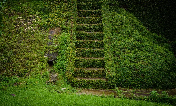旧的水泥楼梯上覆盖着绿色的叶子 — 图库照片