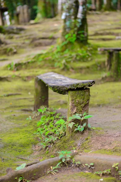 緑モスと古い木製ベンチ — ストック写真