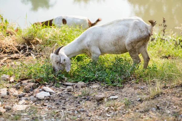 Goats eating grass — Stock Photo, Image