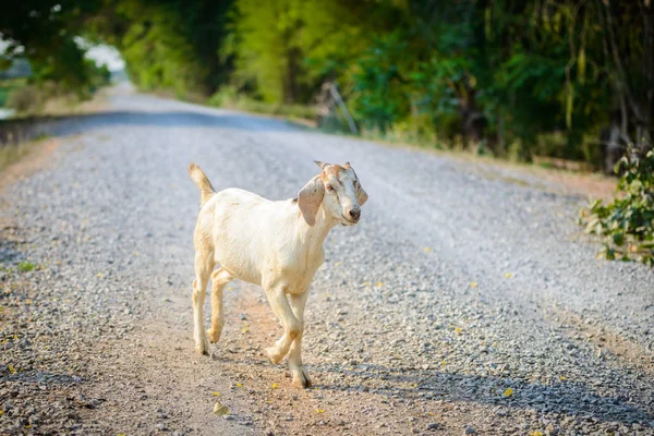 Baby Goat portrait on the road — Stock Photo, Image