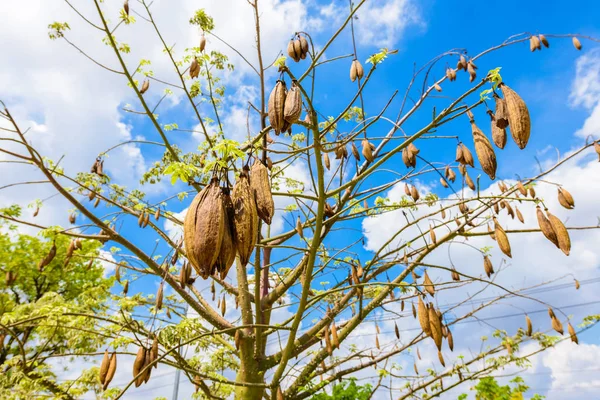 The fresh pods bombax hanging on prickly tree, bombax ceiba, kap — Stock Photo, Image