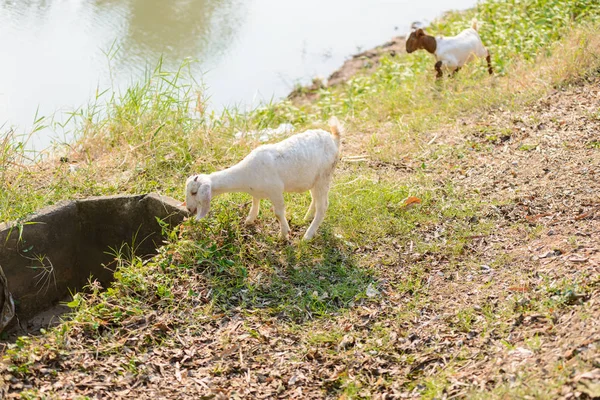 Goats eating grass — Stock Photo, Image