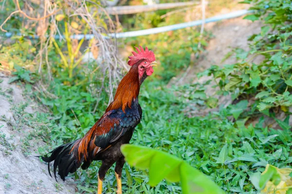 Galo colorido no fundo da natureza verde — Fotografia de Stock