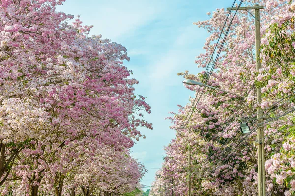 Bir pembe çiçek Neotropik ağaç ve mavi gökyüzü Tabebuia rosea olduğunu — Stok fotoğraf