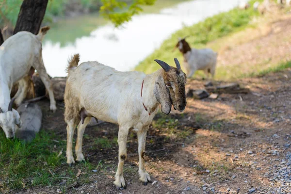 Ziegenporträt unterwegs — Stockfoto