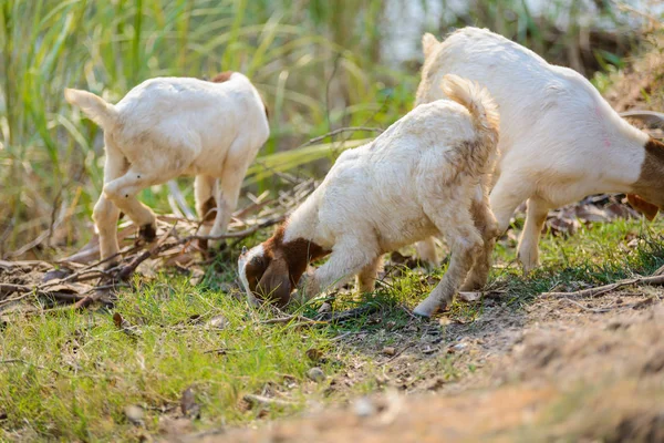 Chèvres mangeant de l'herbe — Photo