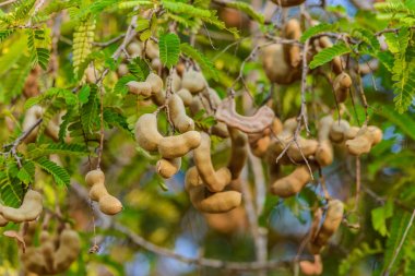 demirhindi ağaç üzerinde