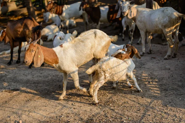 Ziegenporträt im Stall — Stockfoto