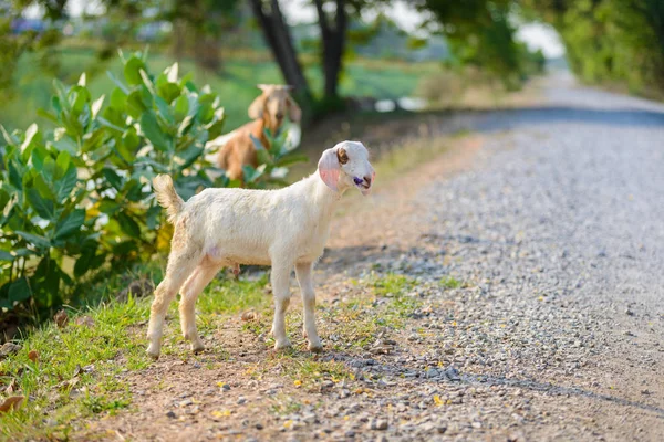 Baby Goat portrait on the road — Stock Photo, Image