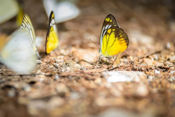 Muchas mariposas pieridae recogiendo agua en el suelo — Foto de Stock
