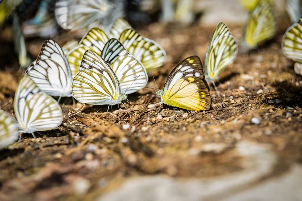 Muchas mariposas pieridae recogiendo agua en el suelo — Foto de Stock