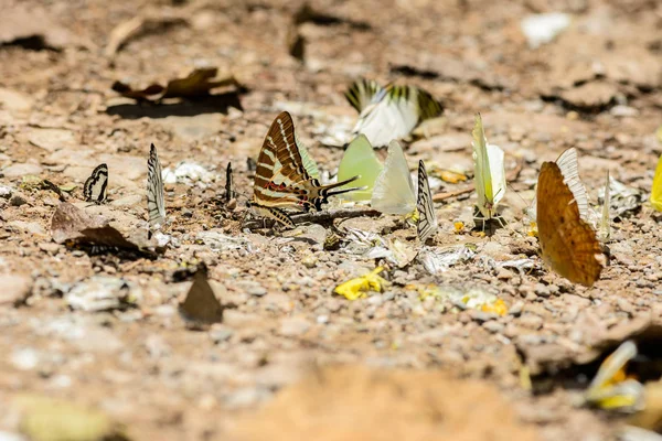 Muchas mariposas pieridae recogiendo agua en el suelo — Foto de Stock