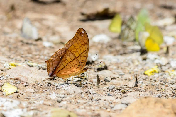 Muchas mariposas pieridae recogiendo agua en el suelo — Foto de Stock