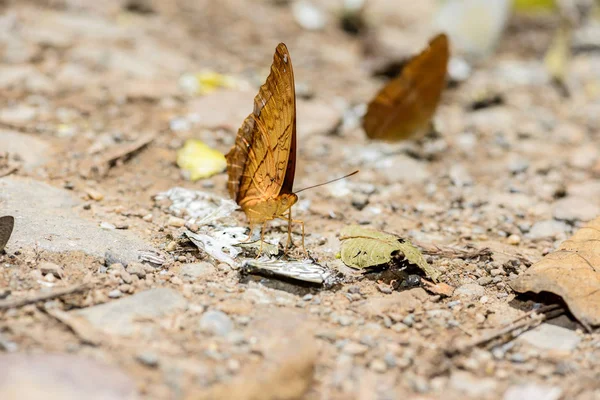 Muchas mariposas pieridae recogiendo agua en el suelo — Foto de Stock