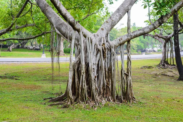 Racine complexe d'arbre banyan — Photo