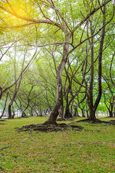 バンヤン ツリーの根と樹皮の質感の緑の葉します。 — ストック写真