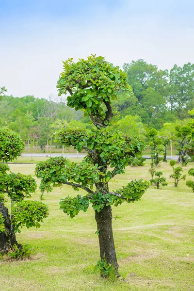 Abanoz bonsai ağacı dekorasyon Bahçe — Stok fotoğraf