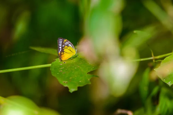 De nombreux papillons pieridae recueillent l'eau sur le sol — Photo
