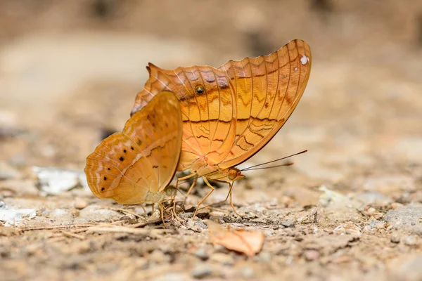 Muchas mariposas pieridae recogiendo agua en el suelo — Foto de Stock