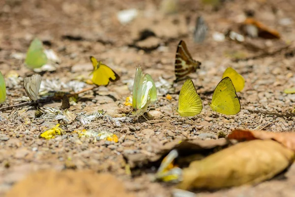 Muchas mariposas pieridae recogiendo agua en el suelo — Foto de Stock