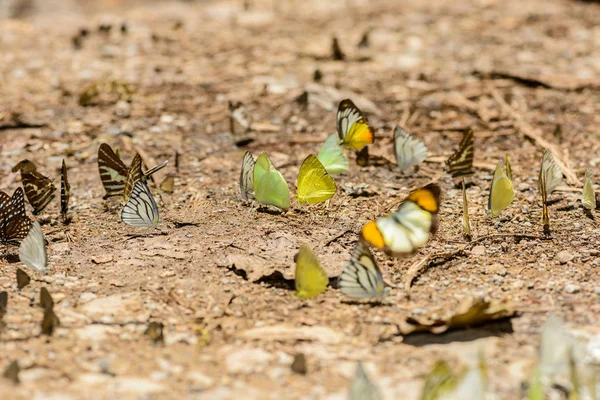 Muchas mariposas pieridae recogiendo agua en el suelo — Foto de Stock