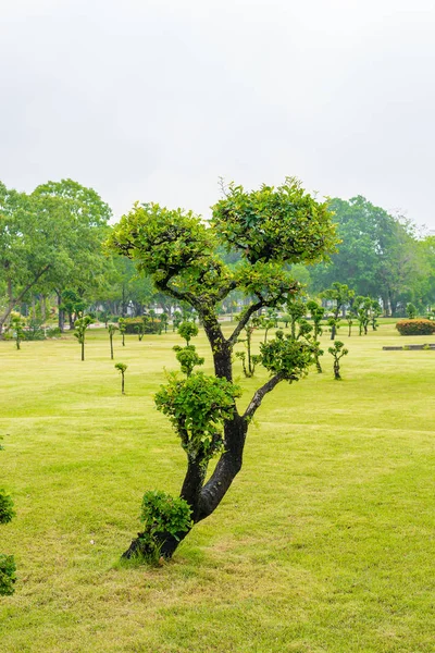 Jardín de decoración de bonsái ébano —  Fotos de Stock