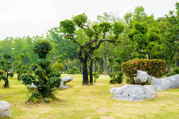 Ébène bonsaï arbre décoration jardin — Photo