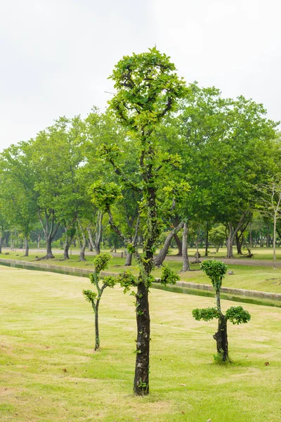 Abanoz bonsai ağacı dekorasyon Bahçe — Stok fotoğraf