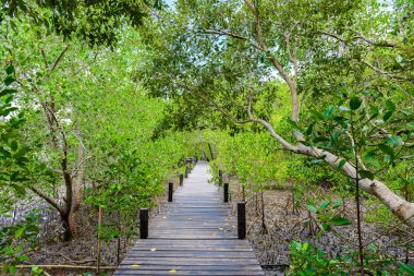 Ahşap-dan yapılan doğa öğrenme başlar ve yürümek-den geçerek Ceriops