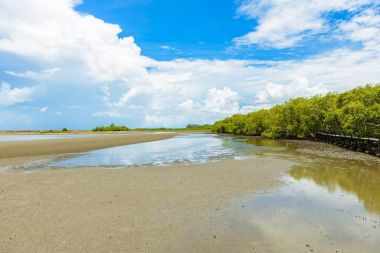 mangrov orman doğa korumak ve ormanının