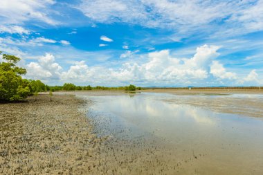 mangrov orman doğa korumak ve ormanının