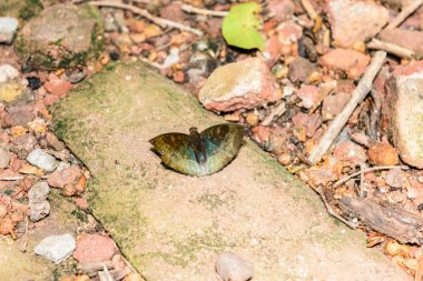 taş üzerinde Kelebek