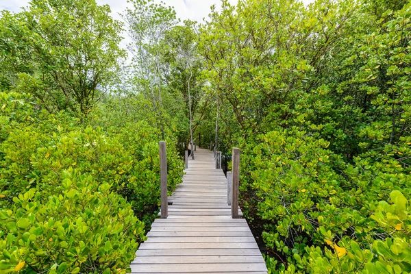 Nature learning path, made from wooden, and walk through Ceriops