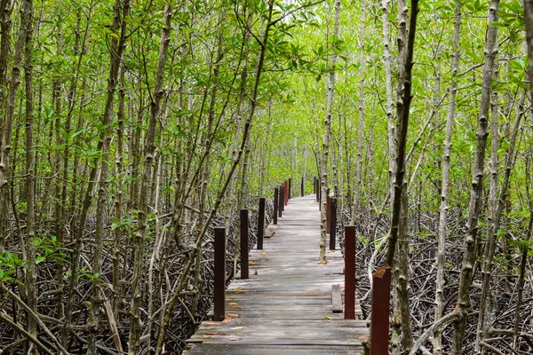 木製から作られた自然の学習パスと Ceriops を歩く — ストック写真