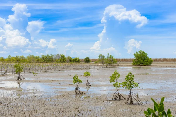 Bosque de manglares en Nature Preserve y Fores — Foto de Stock