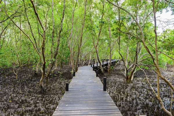 Nature learning path, made from wooden, and walk through Ceriops