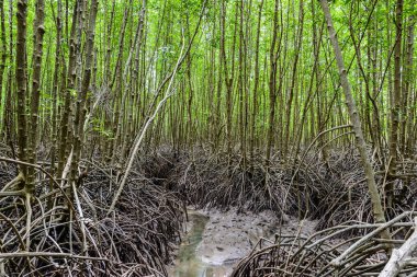 mangrov orman doğa korumak ve ormanının