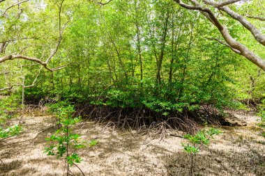 mangrov orman doğa korumak ve ormanının
