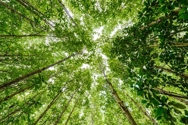 Fond de forêt de mangroves à la réserve naturelle et forêt — Photo