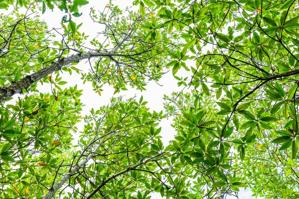 Фон мангровых лесов в заповедниках и лесах природы — стоковое фото
