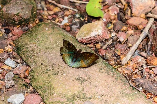 Schmetterling auf Stein — Stockfoto