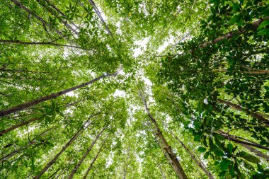 mangrov orman doğa korumak ve ormanının arka plan