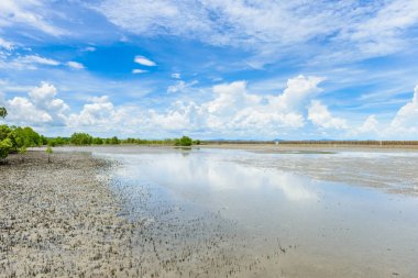 mangrov orman doğa korumak ve ormanının
