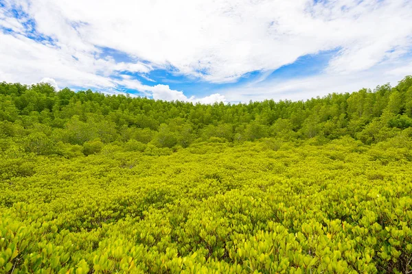 Grön Ceriops Tagal fältet bakgrund i mangroveskog — Stockfoto