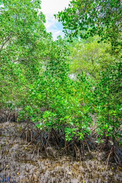 Mangrovových lesů na přírodní rezervace a Fores — Stock fotografie