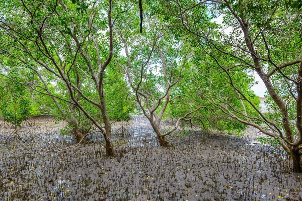 자연 보존 및 Fores 맹그로브 숲 — 스톡 사진
