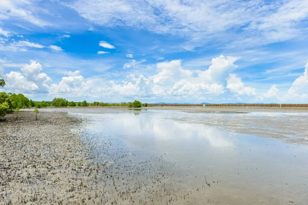 mangrov orman doğa korumak ve ormanının