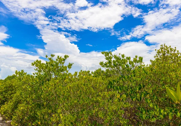 Green Ceriops Tagal field background in mangrove forest — Stock Photo, Image