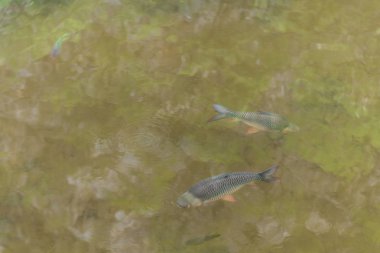 Java barb (Barbonymus gonionotus), gümüş barb da bilinen