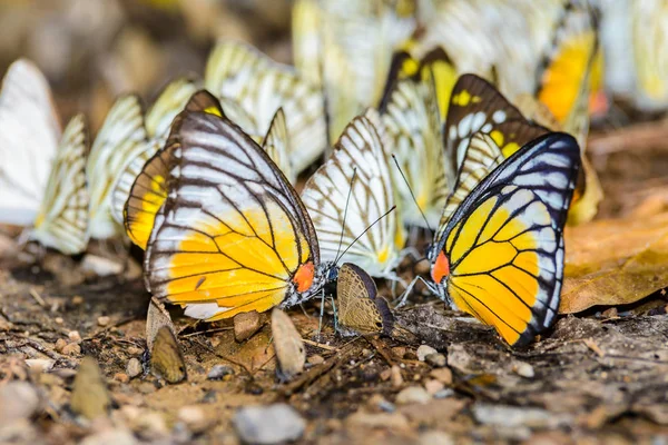 Muchas mariposas pieridae recogiendo agua en el suelo — Foto de Stock